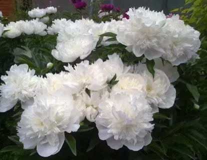 Дюшес де немур - лпх-первомайское.рф - Екатеринбург