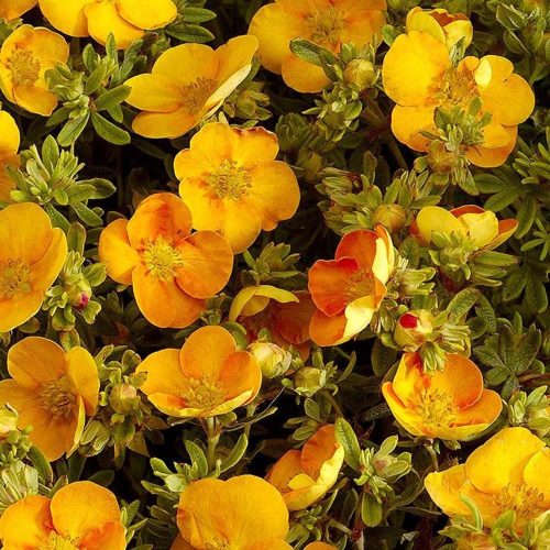 Танжерин - лпх-первомайское.рф - Екатеринбург