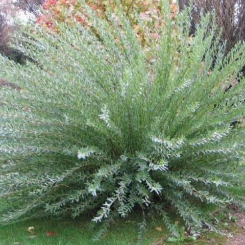  Ива Маяк - лпх-первомайское.рф - Екатеринбург