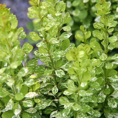 Пау- Вау ( Тунберга) - лпх-первомайское.рф - Екатеринбург