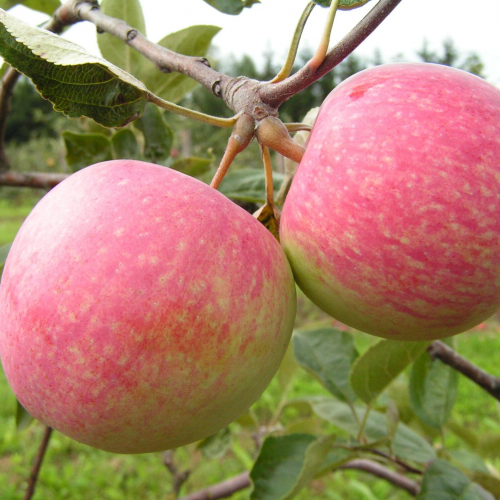 Яблоня Конфетное 2х-лет - лпх-первомайское.рф