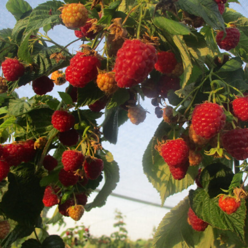 Малина Делнива - лпх-первомайское.рф