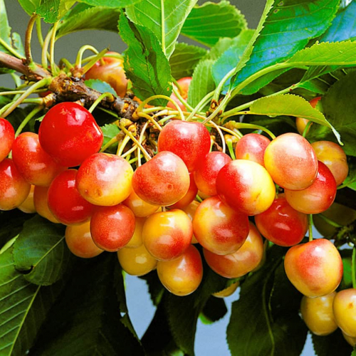 Красная горка ( нет в наличии) - лпх-первомайское.рф - Екатеринбург