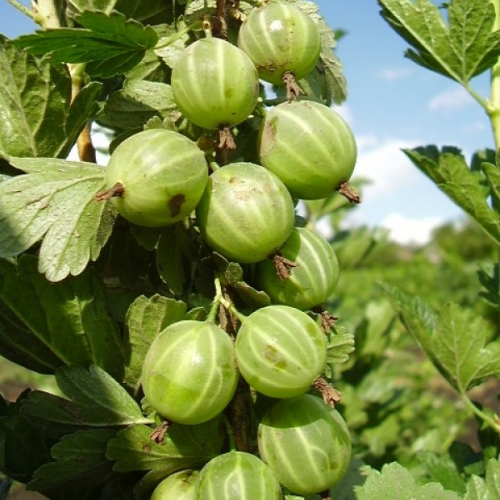 Берилл( нет в наличии) - лпх-первомайское.рф - Екатеринбург