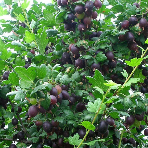  Командор - лпх-первомайское.рф - Екатеринбург