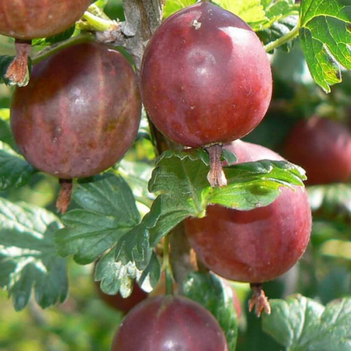 Садко(нет в наличии) - лпх-первомайское.рф