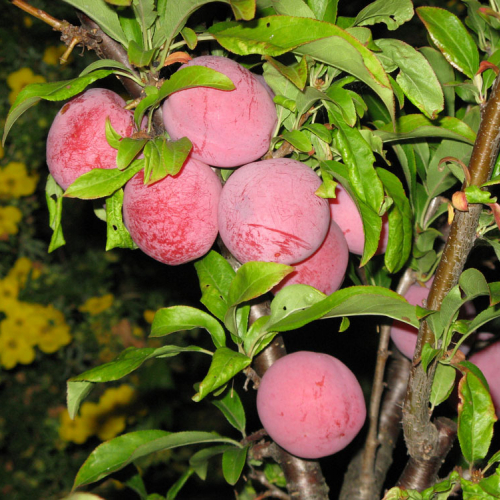 Ксения - лпх-первомайское.рф - Екатеринбург