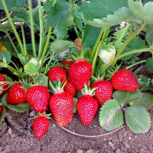 Клубника Квики - лпх-первомайское.рф