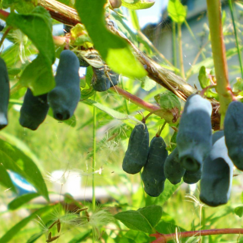 Лакомка - лпх-первомайское.рф