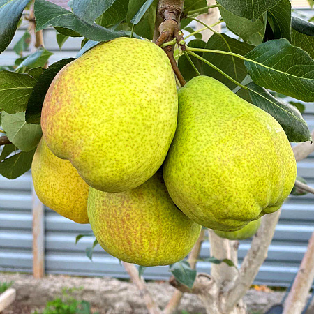 Вековая - лпх-первомайское.рф - Екатеринбург