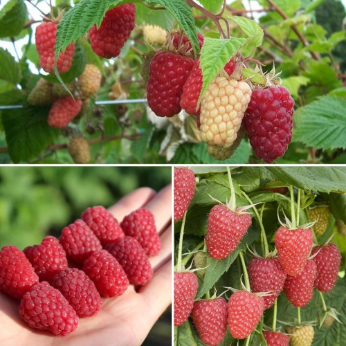 Малина Каскад делайт - лпх-первомайское.рф - Екатеринбург