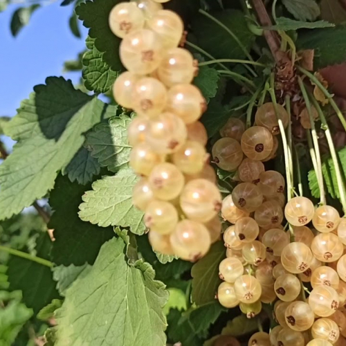 Смородина Алмазная(нет в наличии) - лпх-первомайское.рф - Екатеринбург