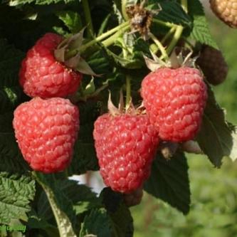 Малина Мираж - лпх-первомайское.рф