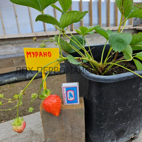 Клубника Мурано - лпх-первомайское.рф