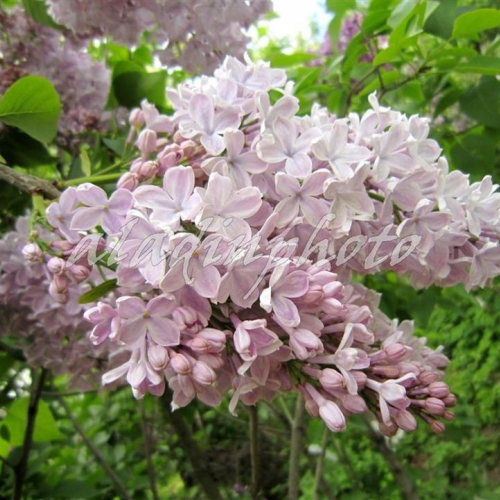 Тишина (нет в наличии) - лпх-первомайское.рф - Екатеринбург