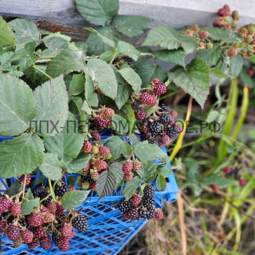 Навахо  - лпх-первомайское.рф