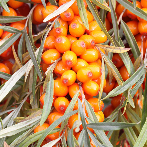 Солнечная - лпх-первомайское.рф