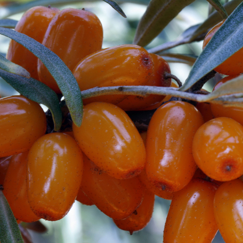 Елизавета - лпх-первомайское.рф - Екатеринбург