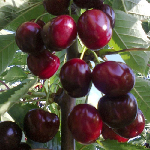 Оленька( нет в наличии) - лпх-первомайское.рф - Екатеринбург