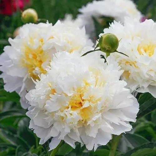 Чеддер чиз - лпх-первомайское.рф - Екатеринбург