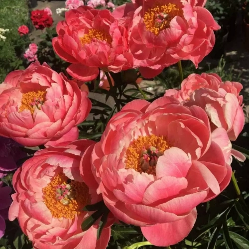 Корал чарм - лпх-первомайское.рф - Екатеринбург