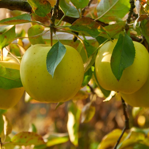 Яблоня Папироянтарное 3х-лет( нет в наличии) - лпх-первомайское.рф