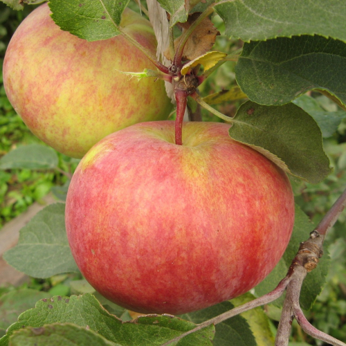 Яблоня Первоуральское 3х-лет - лпх-первомайское.рф - Екатеринбург