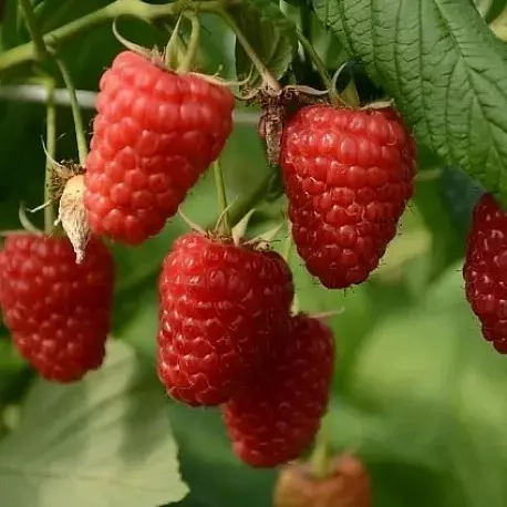 Малина Энросадира( нет в наличии) - лпх-первомайское.рф - Екатеринбург