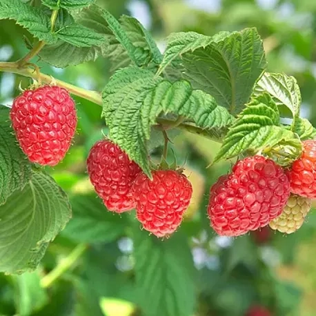 Малина Вайолет - лпх-первомайское.рф