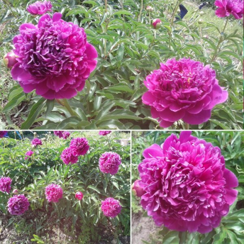 Феликс краусс - лпх-первомайское.рф - Екатеринбург