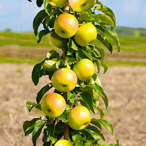 Президент - лпх-первомайское.рф