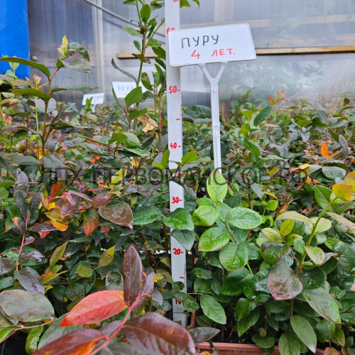 Пуру (нет в наличии) - лпх-первомайское.рф - Екатеринбург