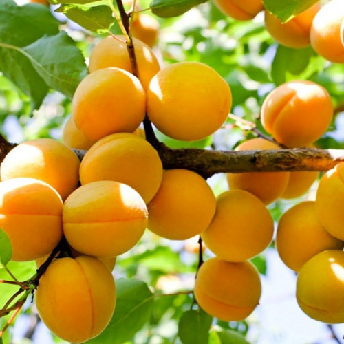 Абрикос Саянский - лпх-первомайское.рф - Екатеринбург