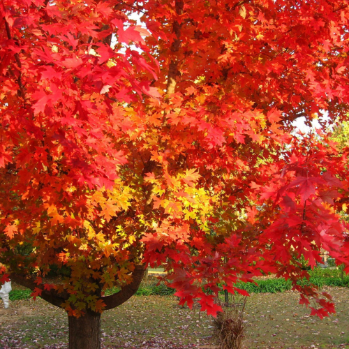 Канадский клён  - лпх-первомайское.рф - Екатеринбург