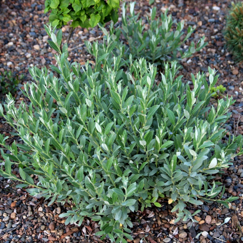  Ива черничная - лпх-первомайское.рф - Екатеринбург