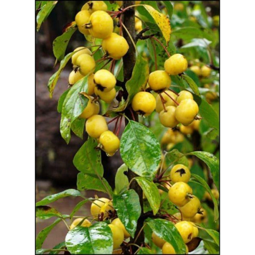  Китайка жёлтая (нет в наличии) - лпх-первомайское.рф - Екатеринбург