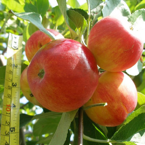 Яблоня Серебряное копытце 3х-лет - лпх-первомайское.рф - Екатеринбург