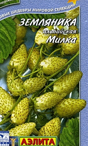 земляника Милка(нет в наличии) - лпх-первомайское.рф - Екатеринбург