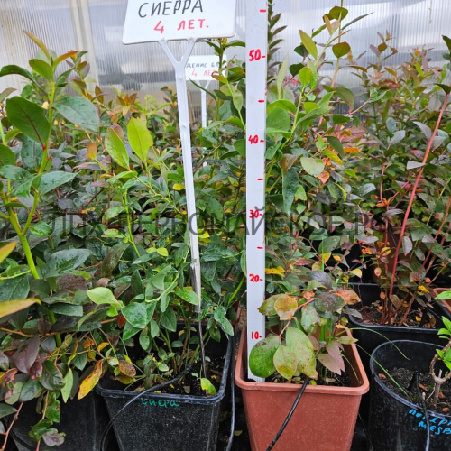 Сиерра (нет в наличии) - лпх-первомайское.рф - Екатеринбург