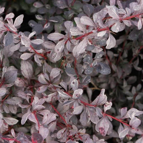 Сильвер майлс ( Оттавский) - лпх-первомайское.рф - Екатеринбург