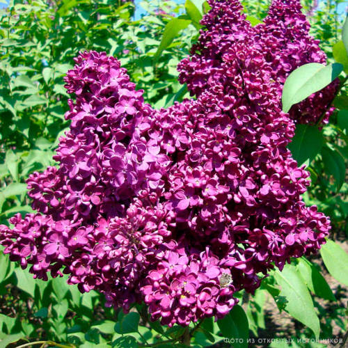 Индия - лпх-первомайское.рф - Екатеринбург