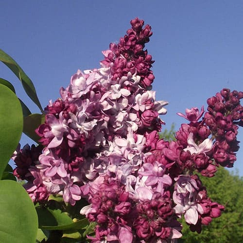 Маршал Малиновский ( нет в наличии) - лпх-первомайское.рф - Екатеринбург