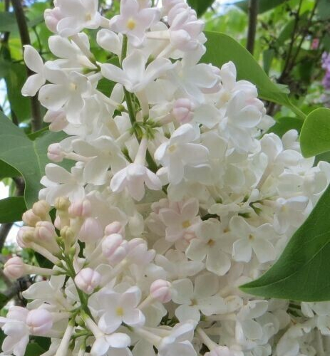  Петербурженка - лпх-первомайское.рф - Екатеринбург