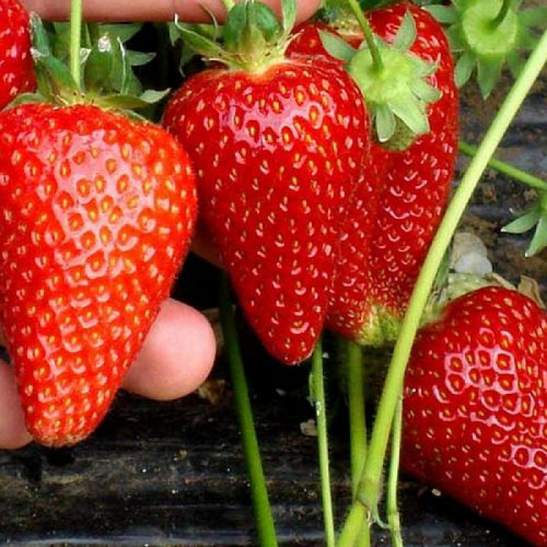 Клубника Брилла( нет в наличии) - лпх-первомайское.рф - Екатеринбург