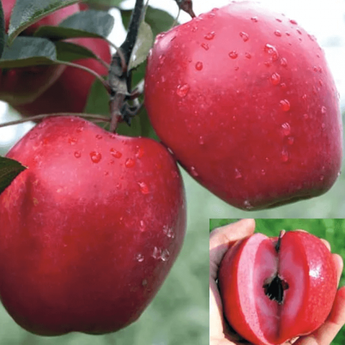 Яблоня Скарлет сюрпрайз 2х-лет - лпх-первомайское.рф