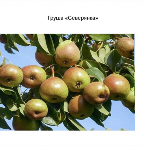 Груша Северянка - лпх-первомайское.рф - Екатеринбург