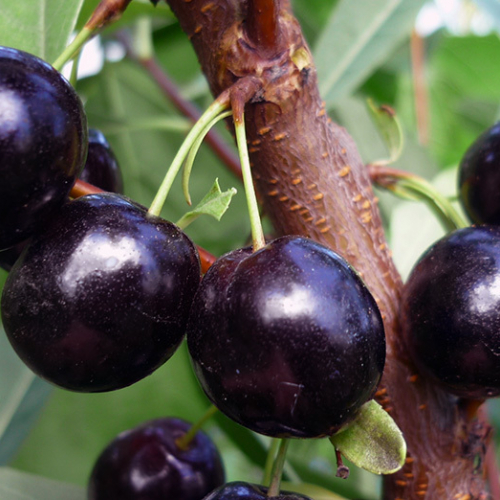 Омская ночка (нет в наличии) - лпх-первомайское.рф