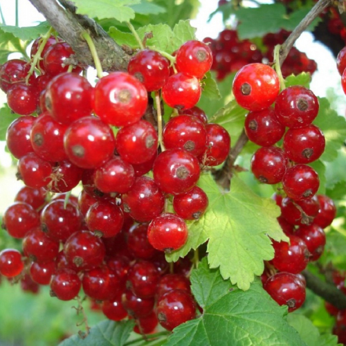 Смородина Натали  - лпх-первомайское.рф