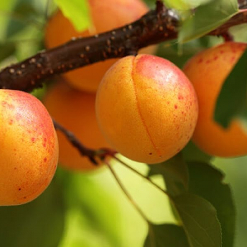 Абрикос Снежинский - лпх-первомайское.рф - Екатеринбург