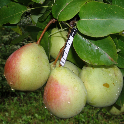 Груша Султан - лпх-первомайское.рф - Екатеринбург